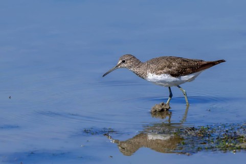 Green sandpiper (Tringa ochropus) foraging for small invertebrates in shallow water along lake