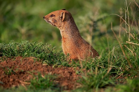 Yellow mongoose (Cynictis penicillata), adult, at the den, alert, portrait, Mountain Zebra National