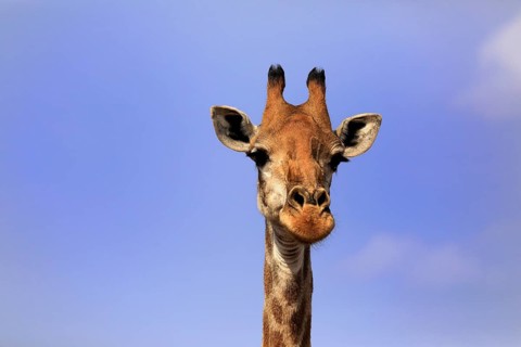 Southern giraffe (Giraffa camelopardalis giraffa), adult, portrait, Kruger National Park, Kruger