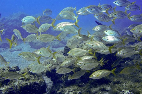 A shoal of goldfish (Sarpa salpa) swims in the blue waters of the ocean. Dive site Montana
