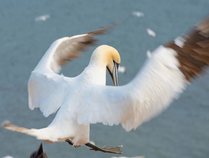 Northern gannet (Morus bassanus) (synonym: Sula bassana) with outstretched wings and outstretched