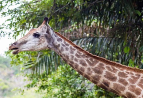 Young giraffe at the zoo in Singapore