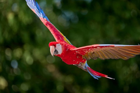 Scarlet Macaw (Ara macao) in flight, captive, Lower Saxony, Germany, Europe