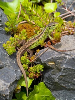 Sand lizard (Lacerta agilis), male on stones with stonecrop (Sedum album), or stonecrop, Wetzlar,