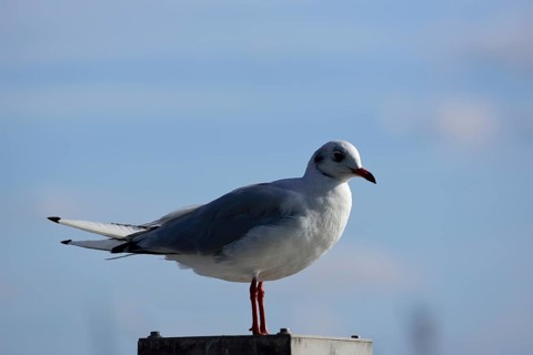 Europe, Germany, Hamburg, Harbour, Elbe, Seagull on dolphin, Europe