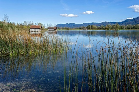 Common reed (Phragmites australis), reed, boat huts on the shore of Lake Kochel, Schlehdorf, Kochel