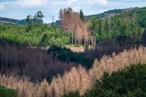 Forest dieback in the Bergisches Land, near Engelskirchen, over 70 per cent of the spruce trees are