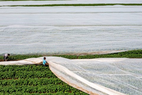 Potato field, fleece cover is removed, the fleece is intended to protect against weather