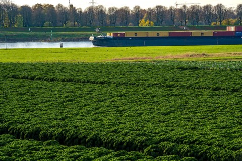 Kale field, growing area in the south of Düsseldorf, Volmerswerth district, cargo ship on the