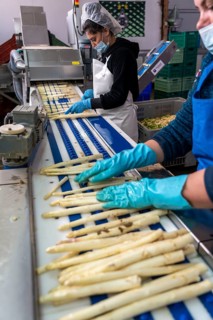 Asparagus farm, white asparagus is washed, cut and sorted by quality after harvesting, near