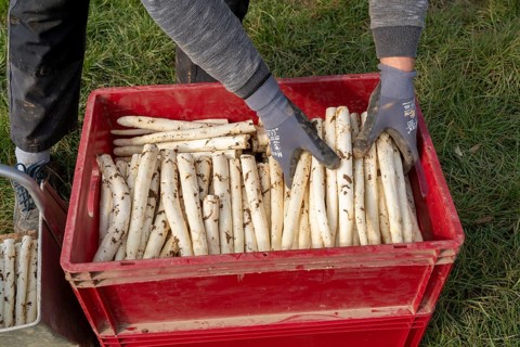 Asparagus harvest in the Rhineland, asparagus pickers at work in an asparagus field covered with