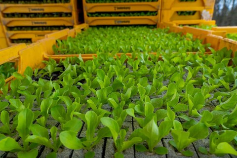 Lettuce plants, in press pots, they are planted in a field with a planting machine, agriculture,