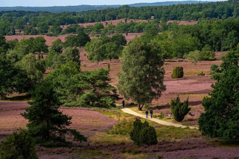 Flowering heath, heather and juniper bushes, near Wilseder Berg, in the Lüneburg Heath nature