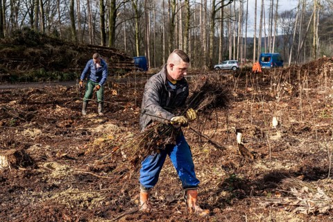 Reforestation in the Arnsberg forest near Rüthen-Nettelstädt, district of Soest, forestry workers