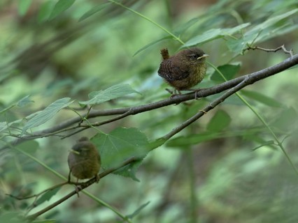 Eurasian wrens (Troglodytes troglodytes) sitting on branches, Grunewald, Berlin, Germany, Europe