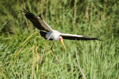 Yellow-bird Stork (Mycteria ibis), flying, landing, captive, distribution Africa