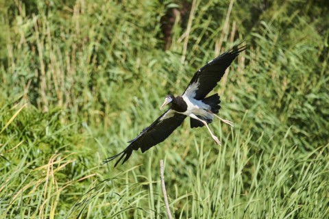 Abdim's Storks (Ciconia abdimii), flying, Spain, Europe