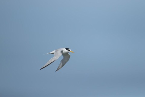 Little tern (Sternula albifrons) adult bird in flight against a blue sky, Suffolk, England, United