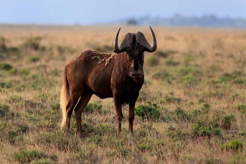 White-tailed wildebeest (Connochaetes gnou), adult, alert, Mountain Zebra National Park, Eastern