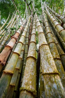 Bamboo, Osa Peninsula, Punterenas Province, Costa Rica, Central America