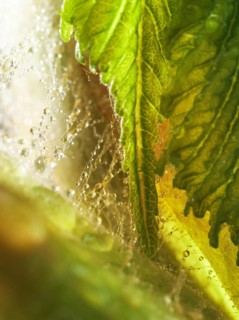 Chestnut, common horse-chestnut (Aesculus hippocastanum), young leaves, resin droplets and fine