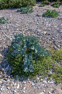 Sea kale (Crambe maritima), Bülk, Strande, Schleswig-Holstein, Germany, Europe