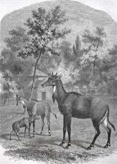 Historical, digitally restored reproduction from a 19th century original, Record date not stated,