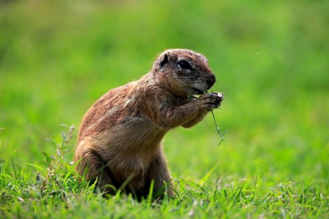 Cape ground squirrel (Xerus inauris), adult, alert, standing upright, feeding, Mountain Zebra