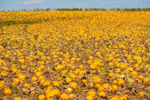 Field with Styrian oil pumpkins, partly dried up due to the drought in summer 2020, on the Lower