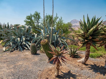 Cactuses in botanic garden, Parque Quilapilún de Anglo American, Región Metropolitana, Chile, South