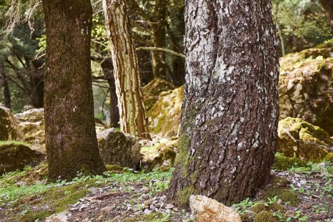 Close-up of tree trunks with moss growth in a dense forest, Large old trees, wild nature, Profitis