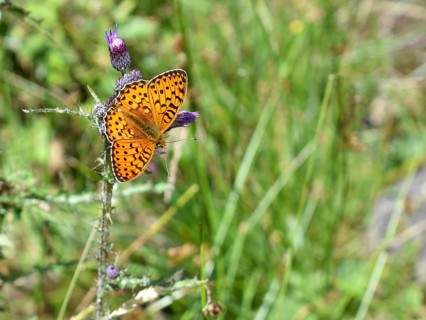 Ocellate bog fritillary (Boloria eunomia) butterfly, seen in the Niedere Tauern at an altitude of