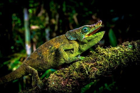 Male chameleon of an as yet undescribed species (Calumm cf. malthe) in the rainforests of Marojejy