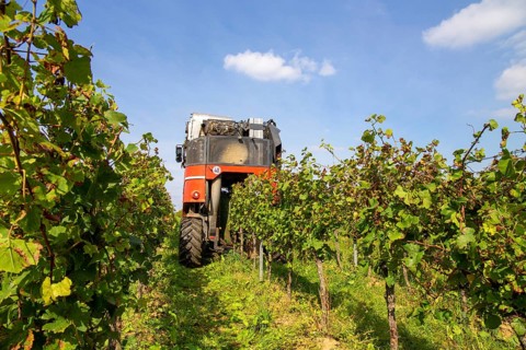 Harvest of Sankt Laurent red wine grapes in the Palatinate