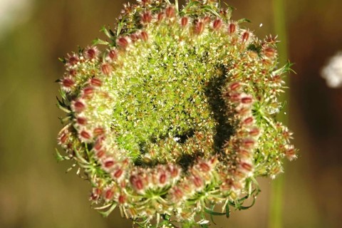 Wild carrot, summer, Saxony, Germany, Europe