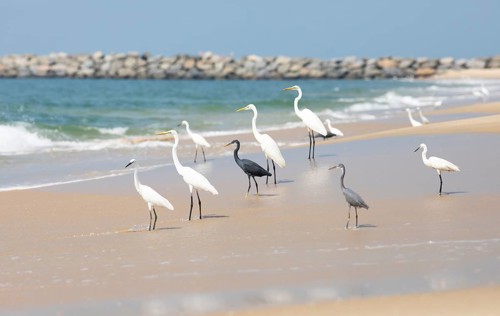 Great egret (Ardea alba, syn.: Casmerodius albus, Egretta alba) and Western reef heron (Egretta