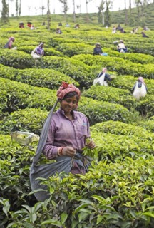 Indian tea picker on a tea plantation, Thekkady, Kerala, India, Asia