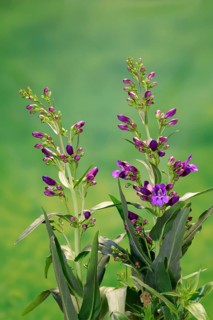 Upright bearded thread (Penstemon strictus), flower, flowering, Germany, Europe