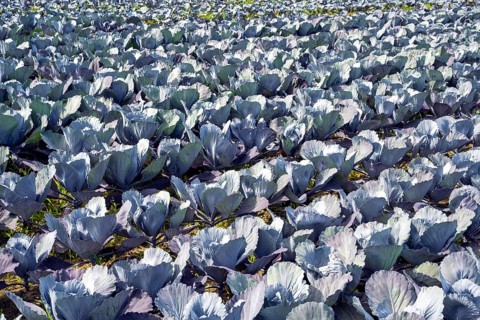 Red cabbage, red cabbage, blue cabbage, blue cabbage, winter vegetables growing in a field, Hegau,