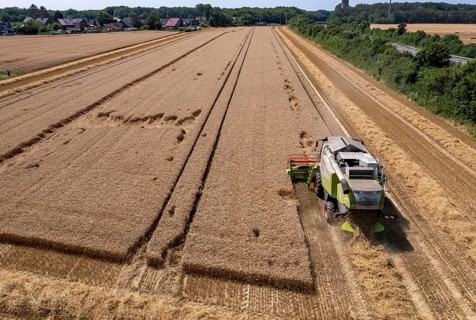 Agriculture, grain harvest, wheat, combine harvester harvesting in a wheat field, near