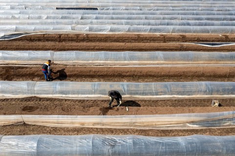 Asparagus harvest in the Rhineland, asparagus pickers at work in an asparagus field covered with