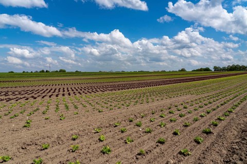 Agriculture, lettuce growing in a field, Lollo Bionda and Lollo Rossa, in long rows of plants, at