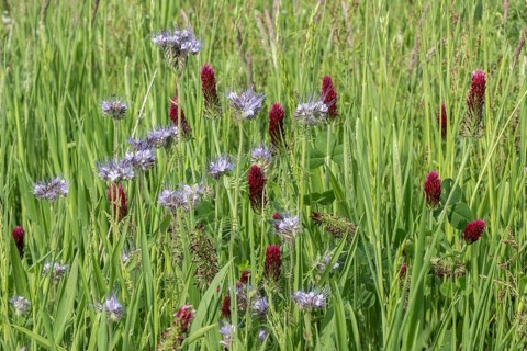 Incarnate clover (Trifolium incarnatum) and scorpion-weed (Phacelia), Emsland, Lower Saxony,
