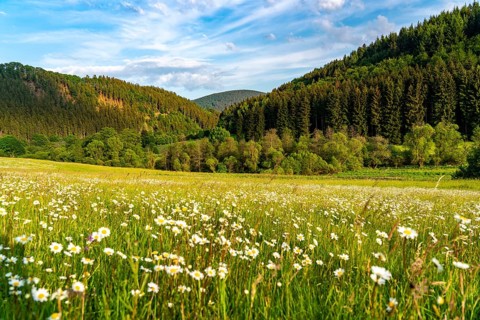 In the nature reserve Unteres Helletal, near Elkeringhausen, district of Winterberg,