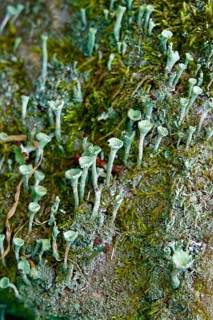 Cup lichen (Cladonia fimbriata), July, Saxony, Germany, Europe
