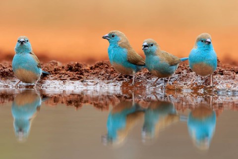 Blue-winged Oriole (Uraeginthus angolensis), Angola Butterfly Finch, adult, at the water, group,