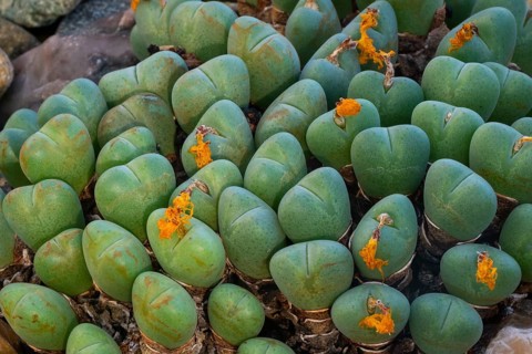 (Conophytum bilobum) Living stone, noonday flower, South Africa, Africa