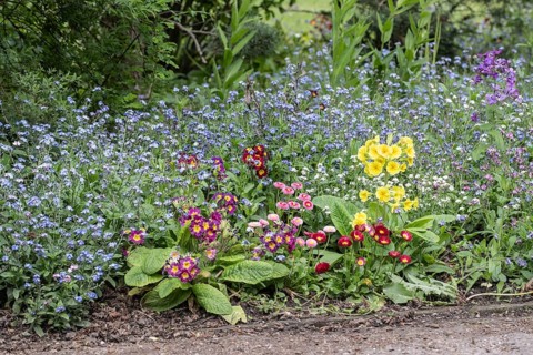 Flower bed with primroses (Primula) and forget-me-nots (Myosotis sylvestris), Thuringia, Germany,