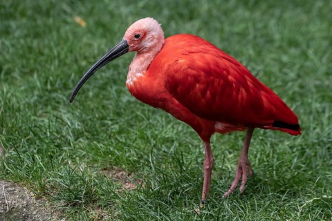 Scarlet ibises (Eudocimus ruber), Walsrode Bird Park, Lower Saxony, Germany, Europe