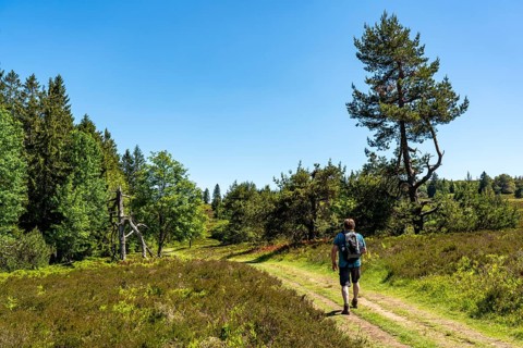 Niedersfelder Bergheide, high heath, Neuer Hagen nature reserve, landscape on the Langenberg, near